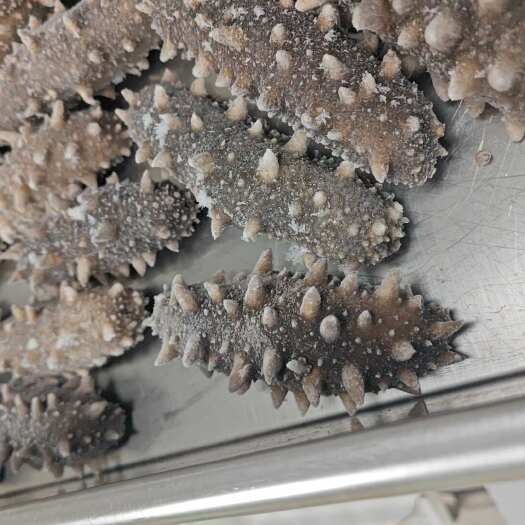 霞浦县鲜食海参 免煮即食