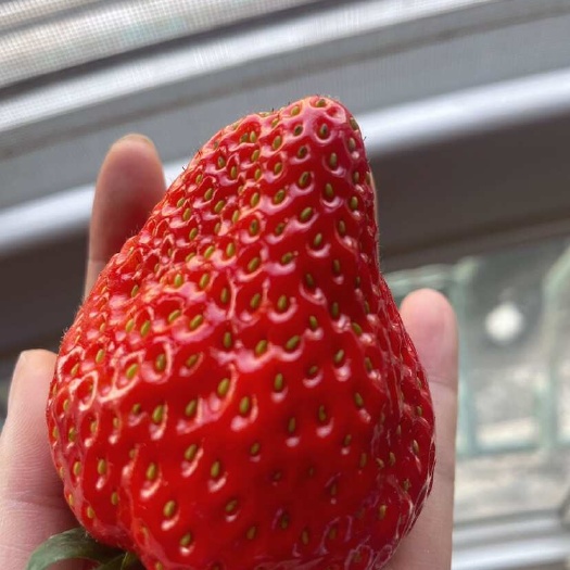 嘉善县红颜草莓