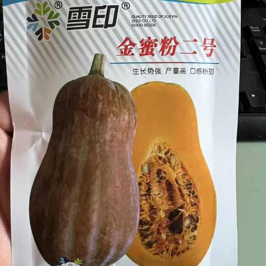 夏邑县金蜜粉二号小果型蜜本南瓜种子