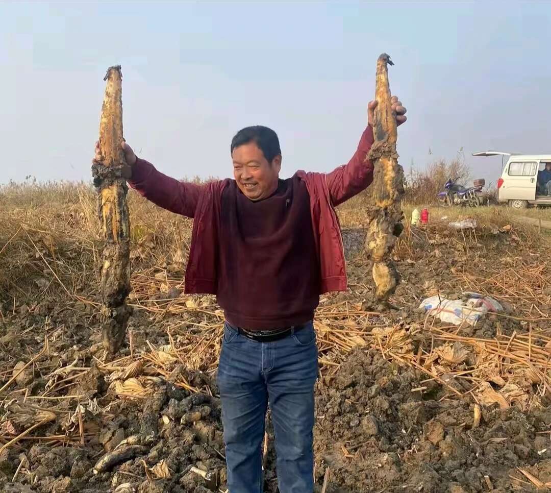 自己鱼塘清坑，现挖大莲藕。欢迎采购商采购哈，都是五六节的。