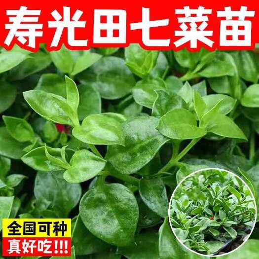 寿光市山东潍坊寿光优质穿心莲种苗新鲜发货