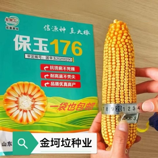 国审保玉176玉米种子产量高棒子大耐高温抗锈病山东厂家直供