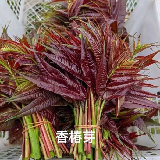 蓝田县陕西西安蓝田县新鲜绿香椿蔬菜bud直供 当季特色农家种植
