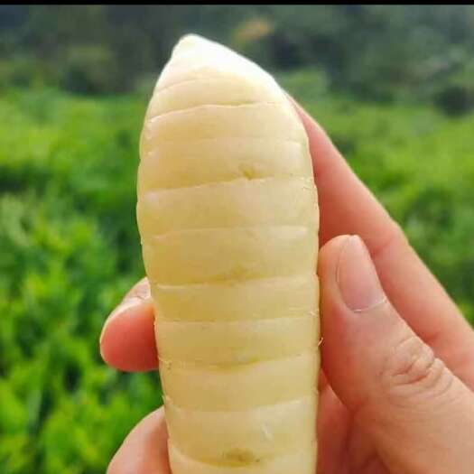 阳江农家自种新鲜现挖竹薯农家特色绿色蔬品煲汤焖煮清炒清蒸营养蔬菜