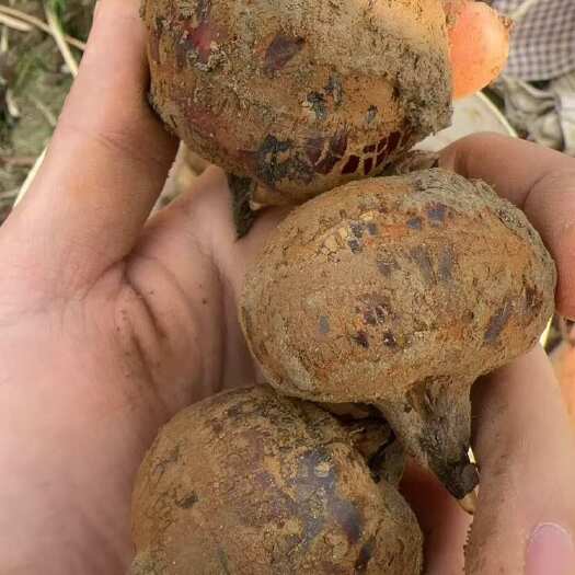 贺州8-12个一斤，化渣包甜