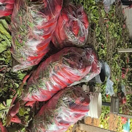 莒南县临沂，沙窝红皮水萝卜，