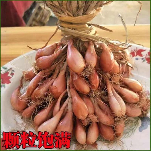 黄葱头种头香䓤头种头四季香䓤蔬菜种子种子种植食用葱头种