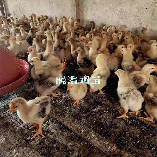 土鸡苗 三黄鸡苗 麻鸡苗 青脚鸡苗 绿壳蛋鸡苗 肉鸡苗