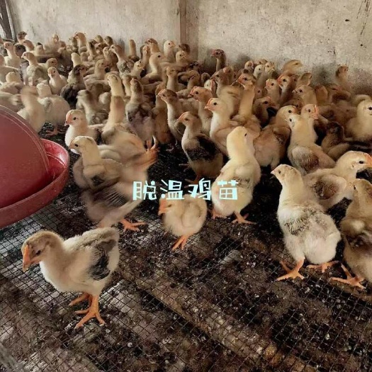 贵阳土鸡苗 三黄鸡苗 麻鸡苗 青脚鸡苗 绿壳蛋鸡苗 肉鸡苗
