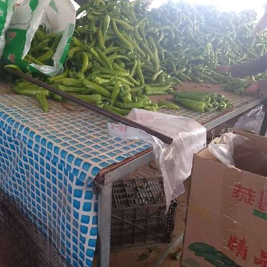 福清市尖椒