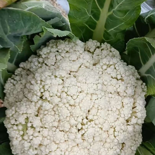 三台县花菜