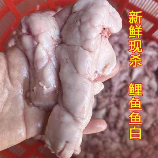 北流市新鲜鲤鱼鱼白鱼杂活鱼现杀鲤鱼鱼油鲤鱼鱼白饭店商用冰鲜速冻发货