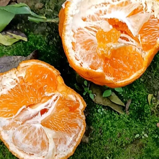 资阳耙耙柑