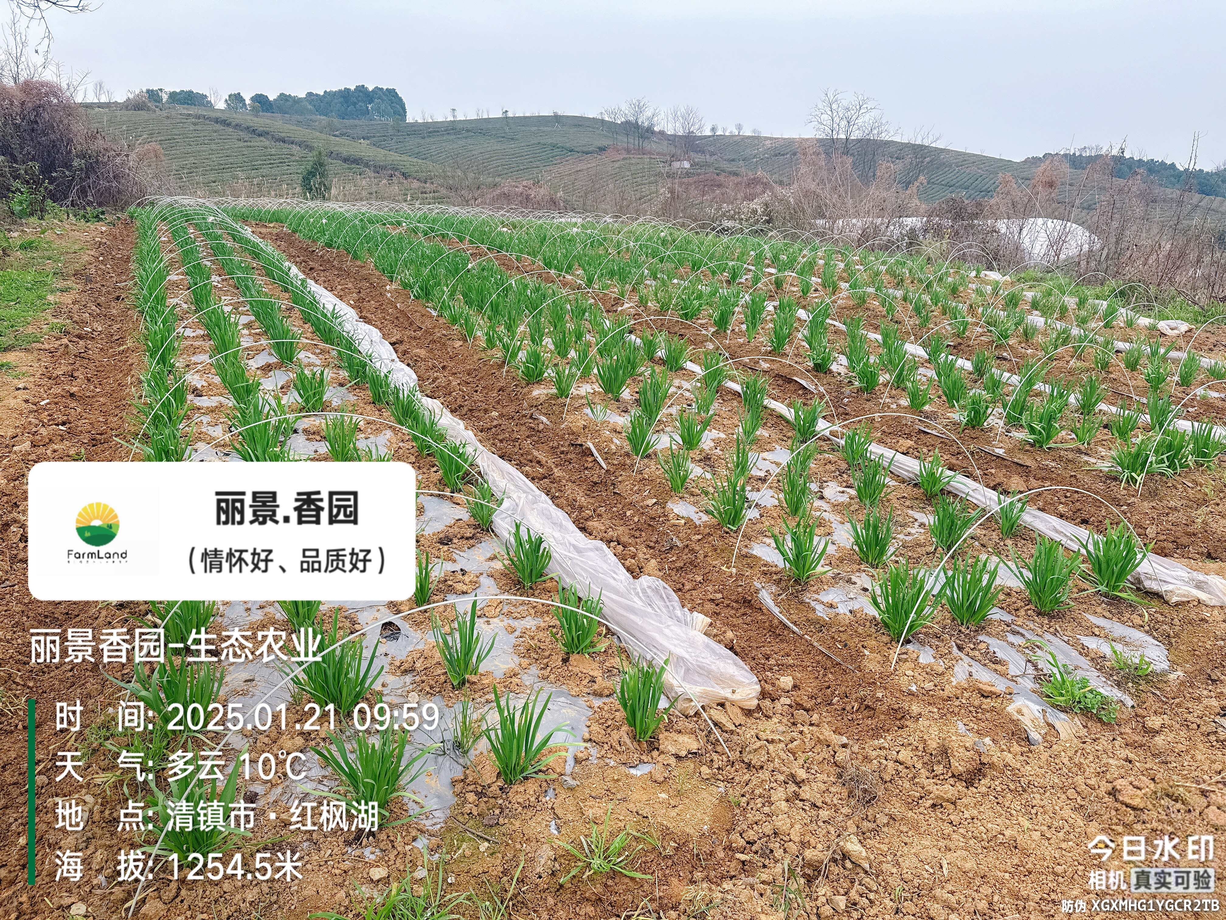 冬季小拱棚韭菜