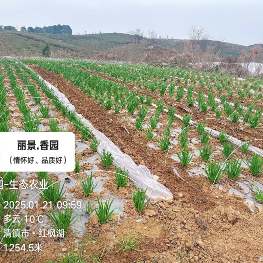 冬季小拱棚韭菜