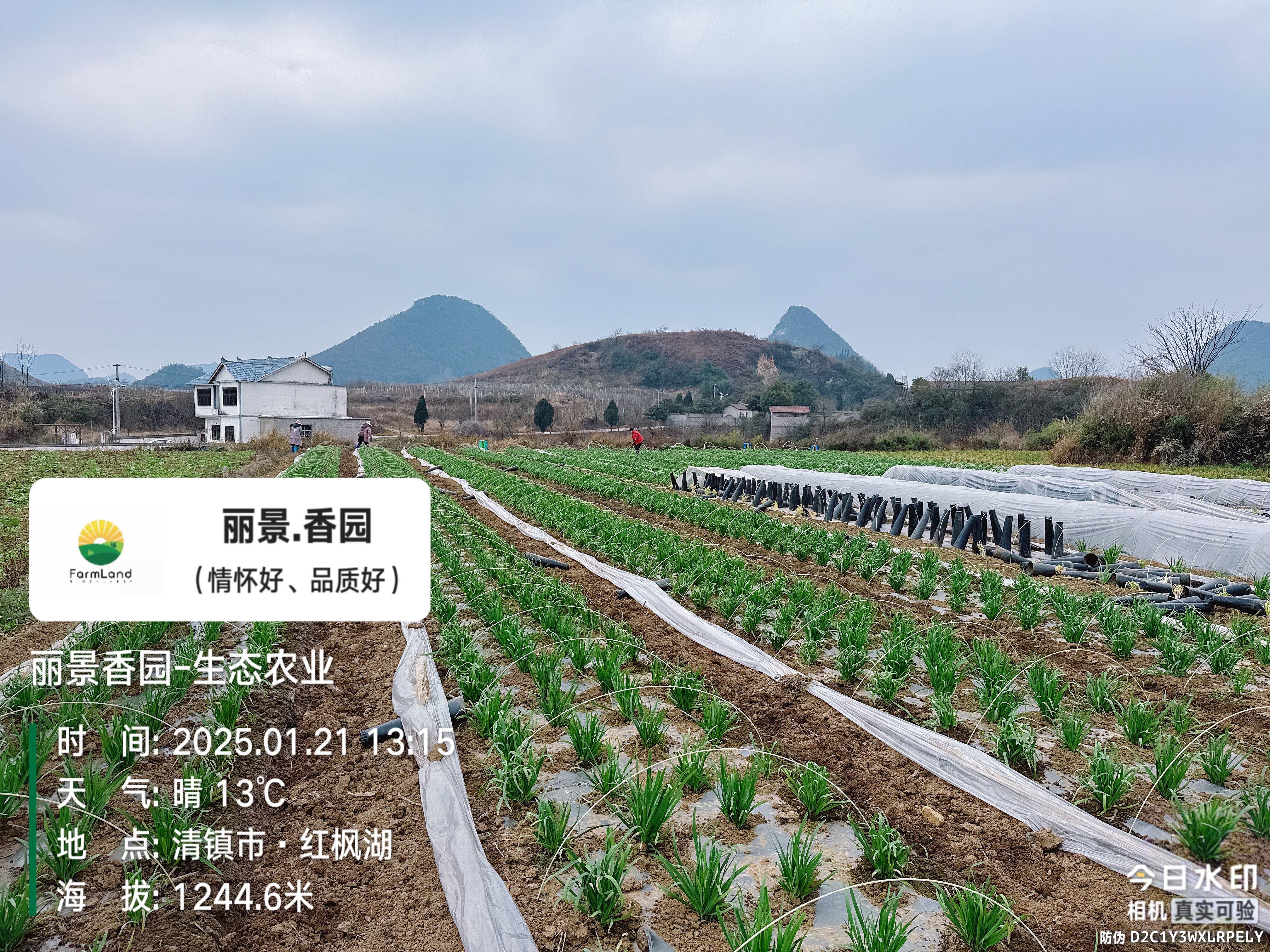 冬季小拱棚韭菜