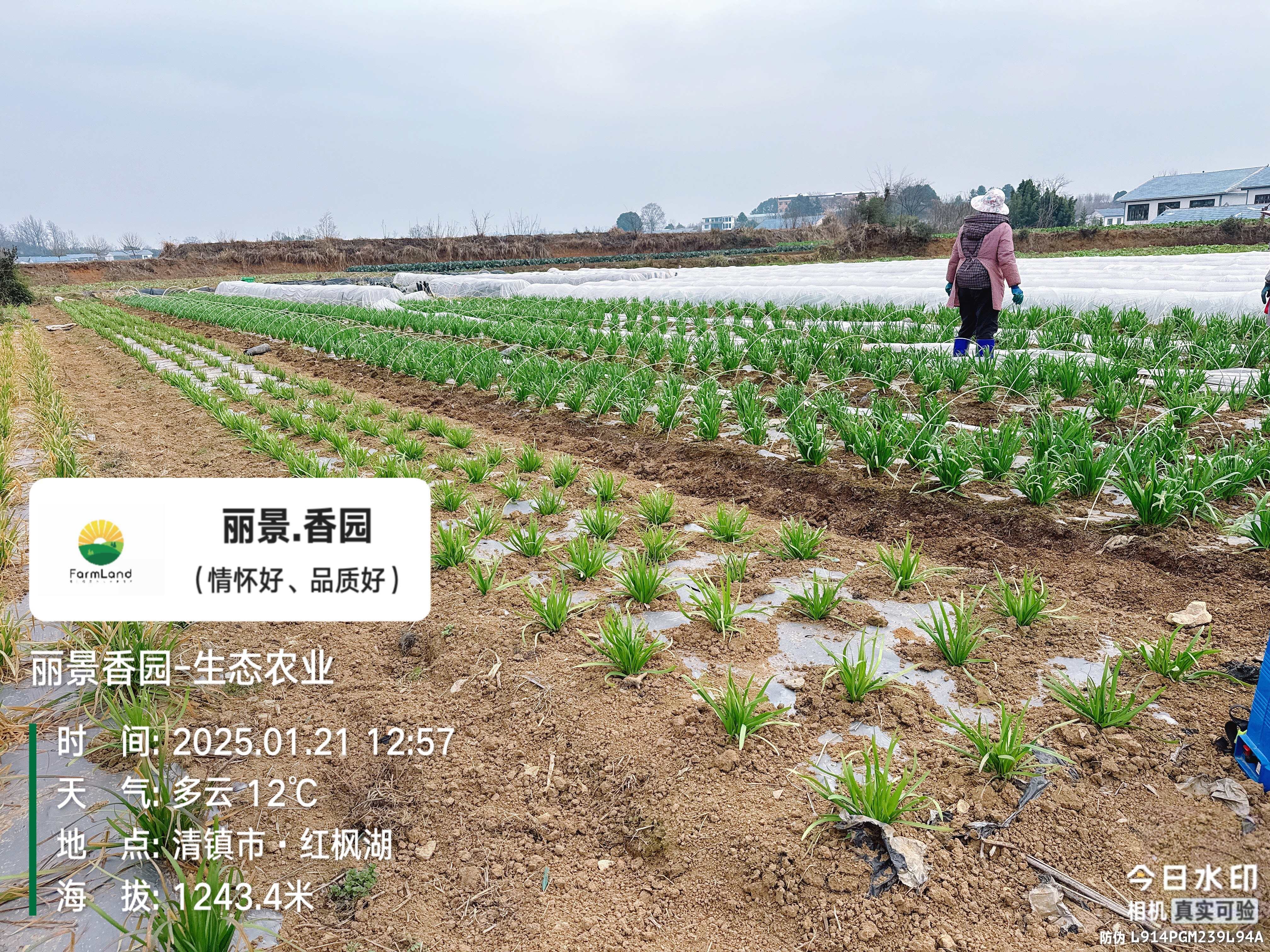 冬季小拱棚韭菜