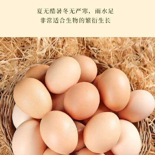 清镇市【高山生态红心土鸡蛋】无菌可生食鸡蛋