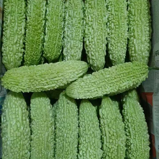 福建精品白苦瓜