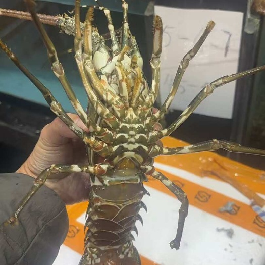 晋江市精品小青龙