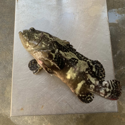 琼海市新鲜珍珠龙胆石斑鱼 水产食用 海南琼海直发 珍珠龙胆中转站