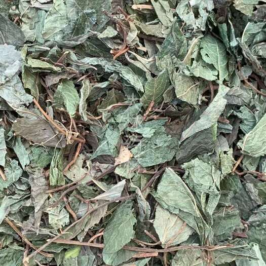 玉林长期供应｛矮地茶｝可批量可零售量大从优【包邮】