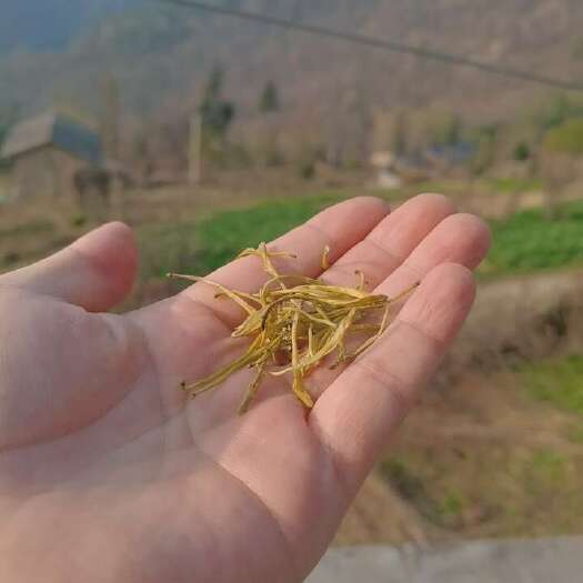金银花，原始森林，野生，全国包邮