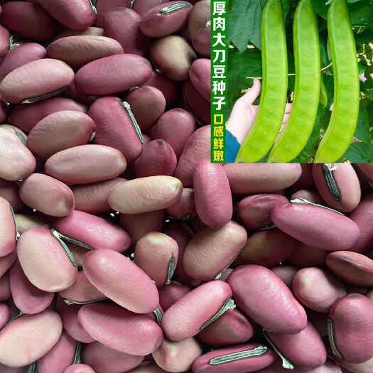 红刀豆种子大刀豆种子蔬菜种子刀豆角种子刀八豆蔬菜种子籽