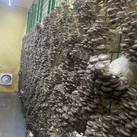 都安县秀珍菇