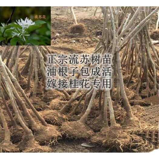 寿光市流苏树
