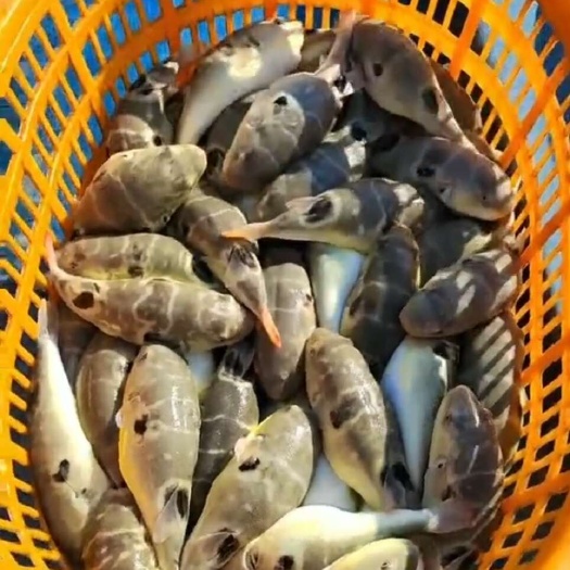 珠海河豚
