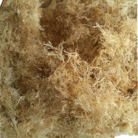 日照干石花菜 九毛膏石花草熬制，凉粉四果汤海石花草