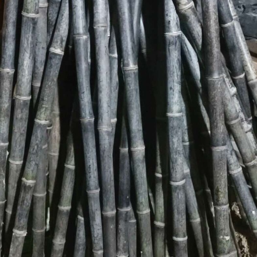 紫竹，2年以上紫竹，紫竹根苗也有，量大价格优惠，可长期供货。