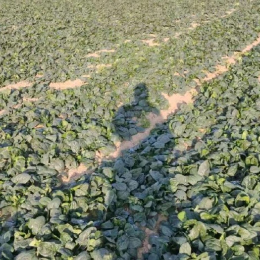临泉县趴地大叶菠菜，自由生长不打药不施肥的