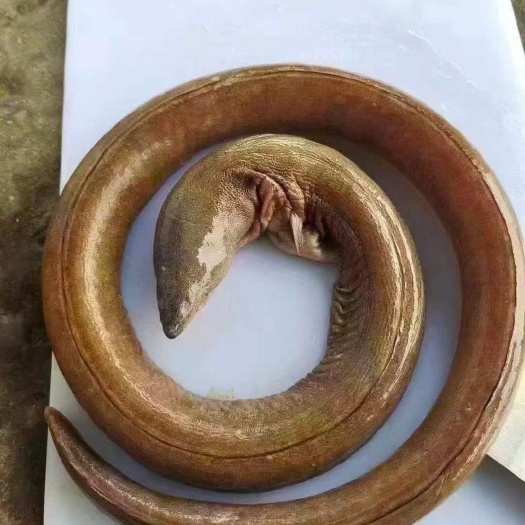 食蟹豆齿鳗