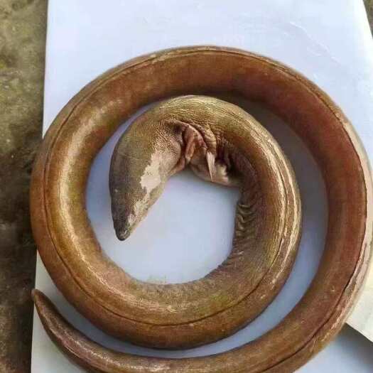 东山县食蟹豆齿鳗