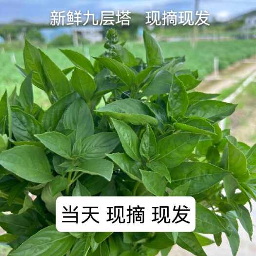 饶平县新鲜罗勒九层塔金不换广东潮州直发蔬菜野菜特菜品饶平县农户直销