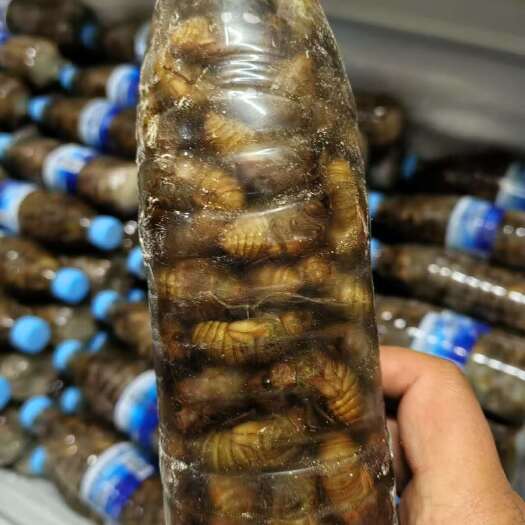 灵宝市杜仲金蝉活体装瓶，一瓶一百个