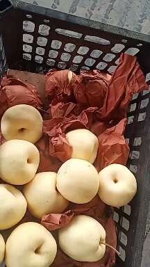 万荣县酥梨，核小，汁多，口感甜脆