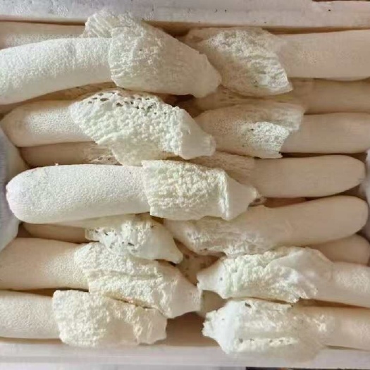 红托竹荪（鲜货）/鲜竹荪/2025.3（有货）