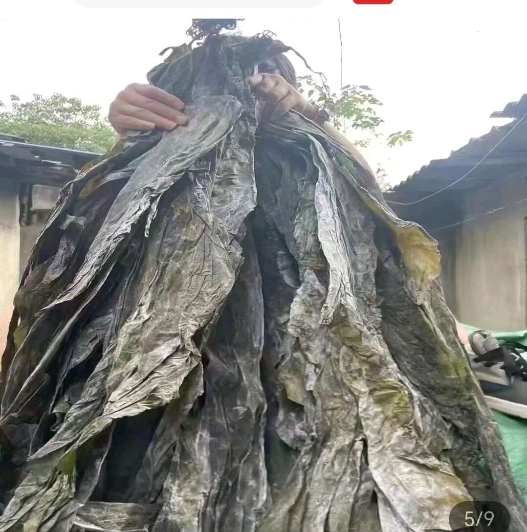 散装海带（通货）