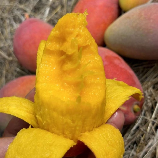 【支持D发】贵妃芒金煌芒凯特芒桂七芒海南芒果新鲜采摘孕妇水果