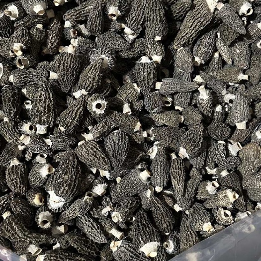 2025头茬新货羊肚菌七妹剪炳精品头茬酒店商超直供