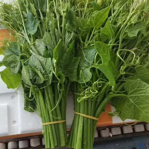 东兴市龙须菜 佛手瓜尖 大量有货一手货源 一件17斤装净重