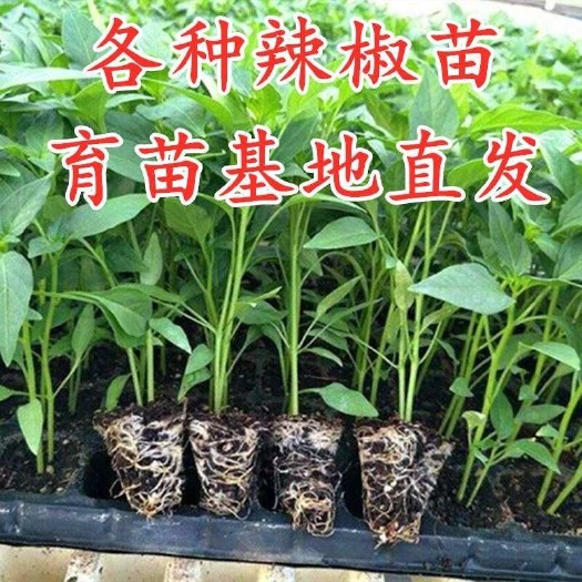 沭阳县薄皮椒辣椒苗带土穴盘苗青皮辣椒椒苗虎皮青椒秧苗不微辣薄皮辣椒
