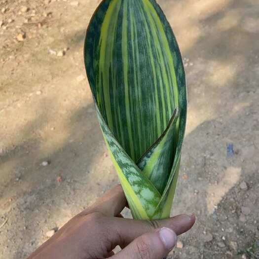 漳州泰品金丝宝镜虎皮兰