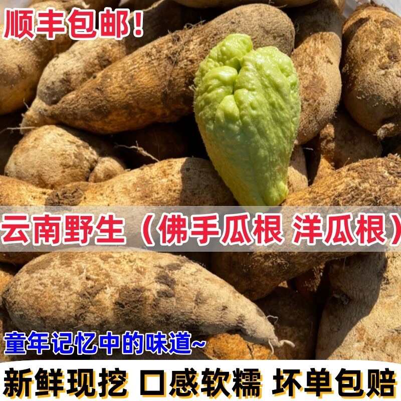 龍陵縣佛手瓜根、洋瓜根、捧瓜根、洋茄子根比土豆還好吃！比山藥更有營