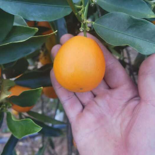 融安县融安专业种植脆蜜金桔，批发零售
