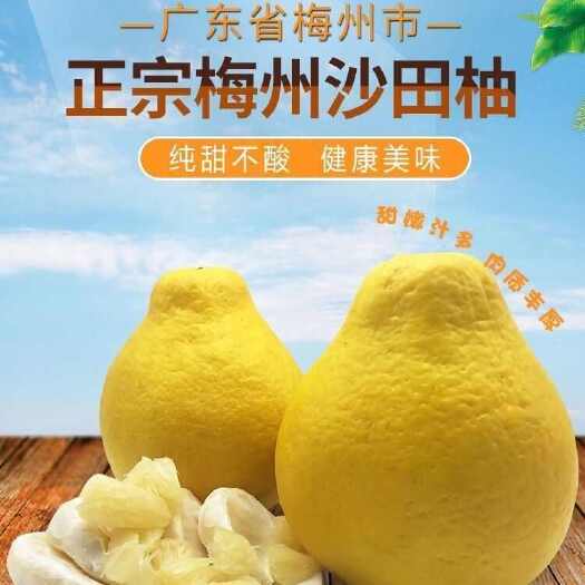 韶关沙田柚包甜多水梅州柚子纯甜梅县当季新鲜水果白心