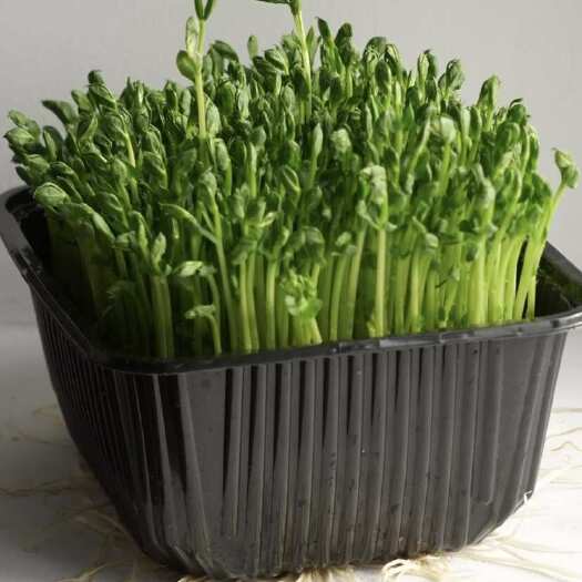 莒县新鲜豌豆苗 直供自山东日照农场 绿色蔬菜品质好无农药